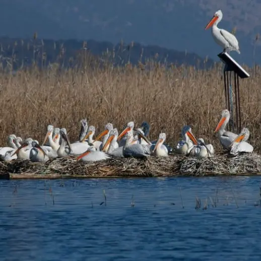 Skadar Lake Trip